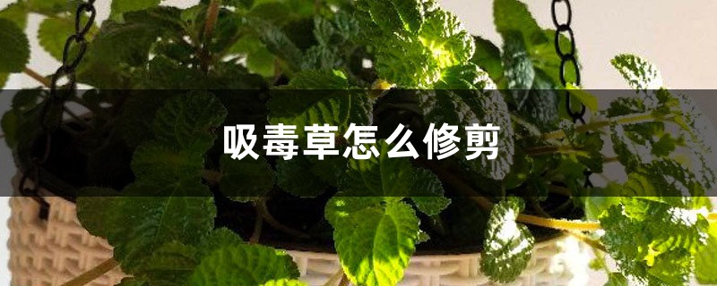 吸毒草怎么修剪