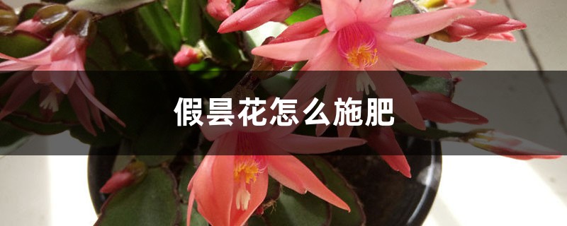 假昙花怎么施肥