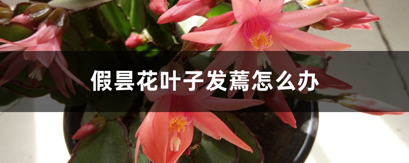 假昙花叶子发蔫怎么办