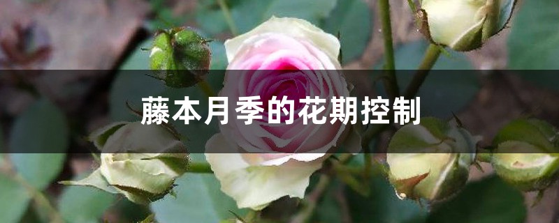 藤本月季的花期控制