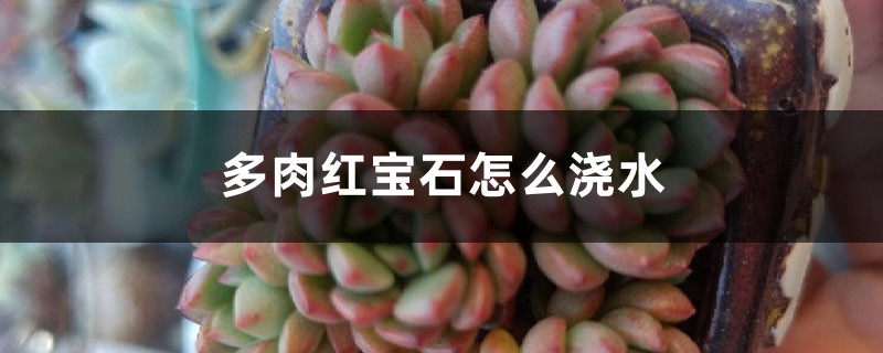 多肉红宝石怎么浇水