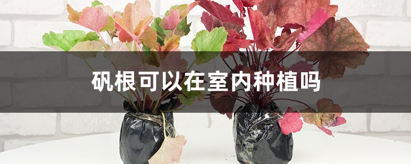 矾根可以在室内种植吗