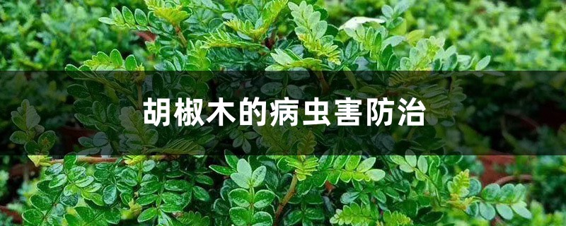 胡椒木的病虫害防治