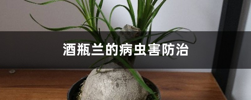 酒瓶兰的病虫害防治