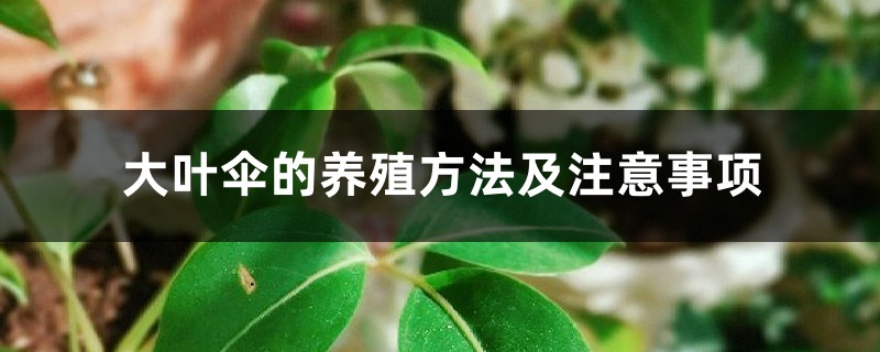 大叶伞的养殖方法及注意事项