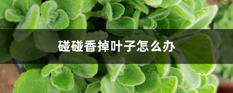 碰碰香掉叶子怎么办