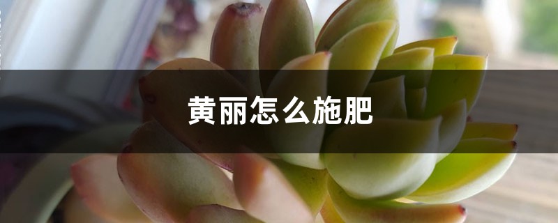 黄丽怎么施肥