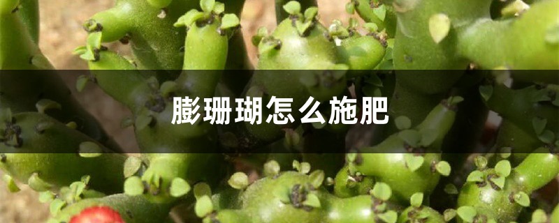 膨珊瑚怎么施肥