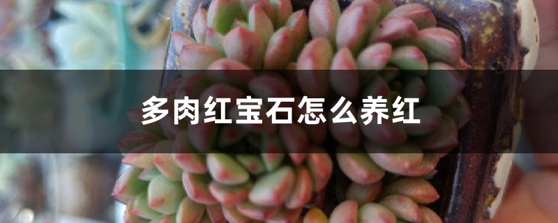 多肉红宝石怎么养红