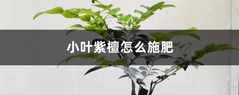 小叶紫檀怎么施肥