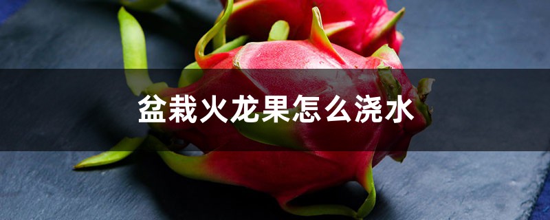 盆栽火龙果怎么浇水