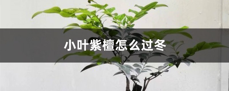 小叶紫檀怎么过冬