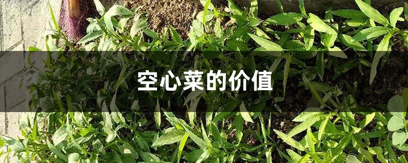 空心菜的价值