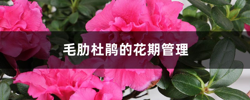 毛肋杜鹃的花期管理