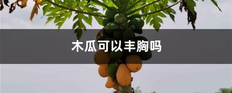 木瓜可以丰胸吗