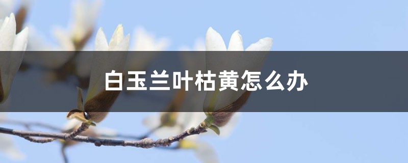 白玉兰叶枯黄怎么办