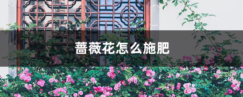 蔷薇花怎么施肥