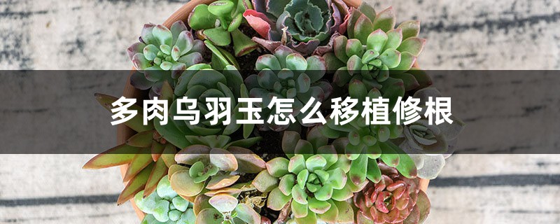 多肉乌羽玉怎么移植修根