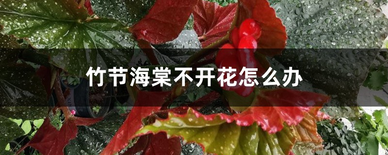 竹节海棠不开花怎么办