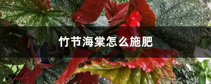 竹节海棠怎么施肥