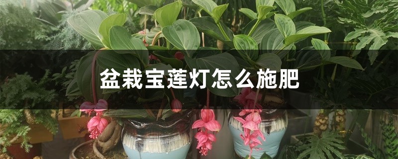 盆栽宝莲灯怎么施肥？操作细节需注意！