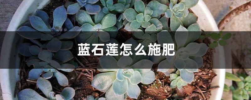 蓝石莲怎么施肥