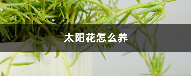 太阳花怎么养