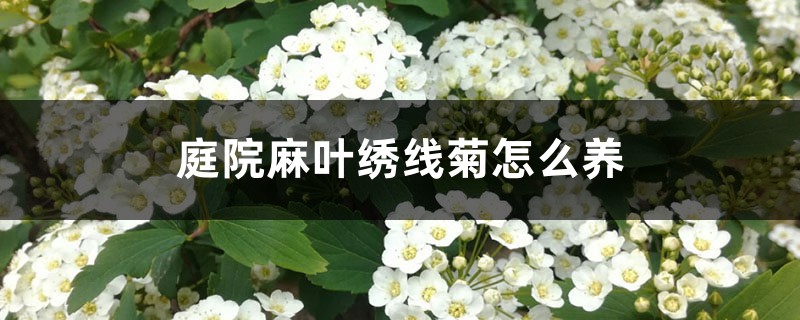 庭院麻叶绣线菊怎么养