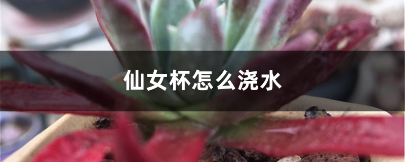 仙女杯怎么浇水