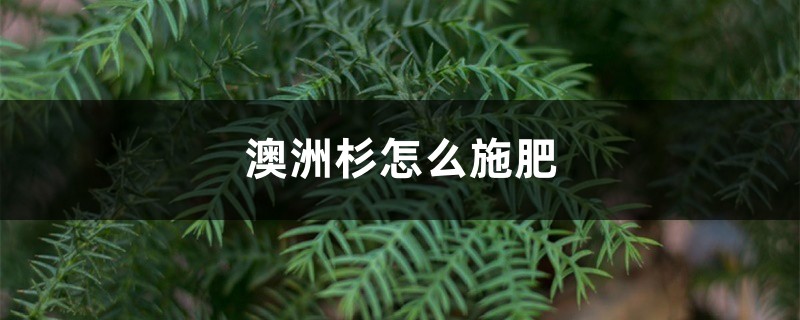 澳洲杉怎么施肥