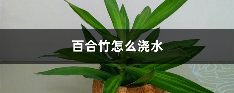 百合竹怎么浇水