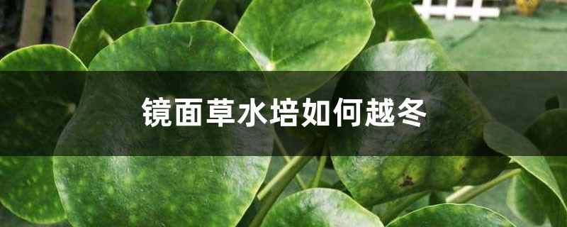 镜面草水培如何越冬