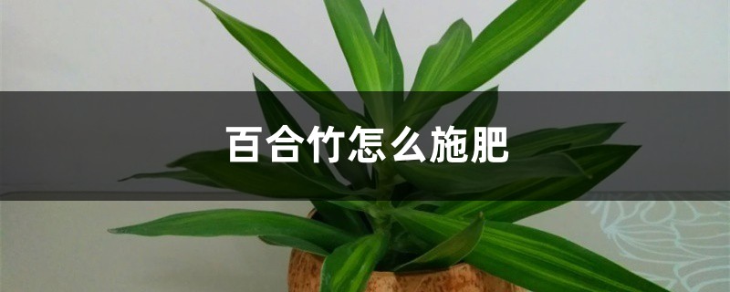 百合竹怎么施肥