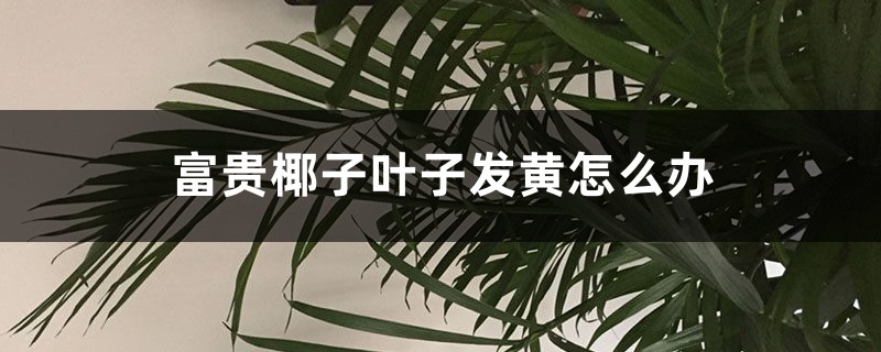 富贵椰子叶子发黄怎么办