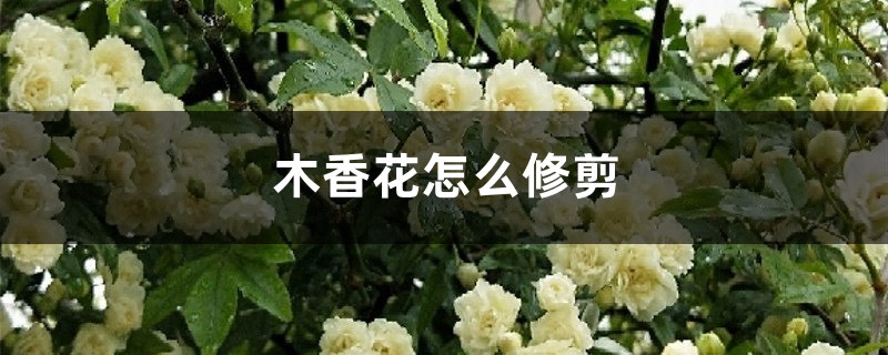 木香花怎么修剪