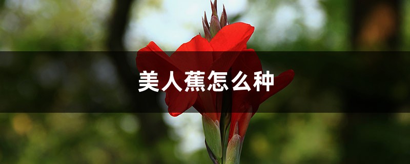 美人蕉怎么种