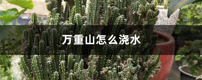 万重山怎么浇水