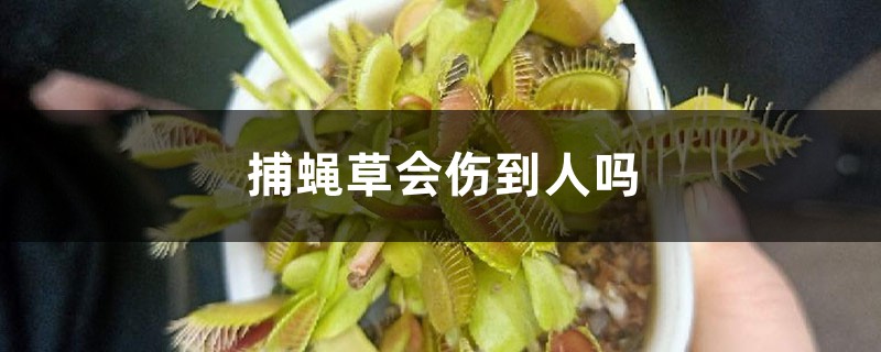 捕蝇草会伤到人吗