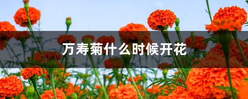 万寿菊什么时候开花