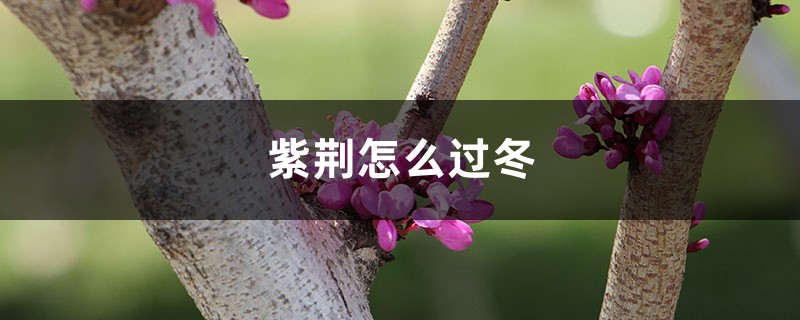 紫荆怎么过冬