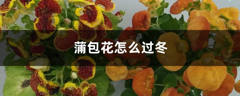 蒲包花怎么过冬