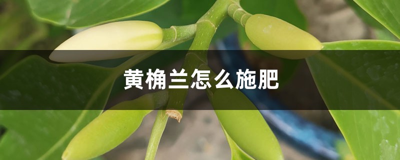 黄桷兰怎么施肥