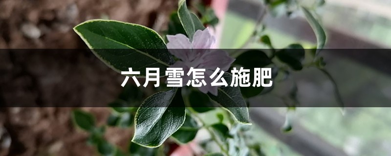 六月雪怎么施肥