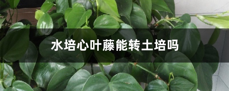 水培心叶藤能转土培吗？具体方法看这里！