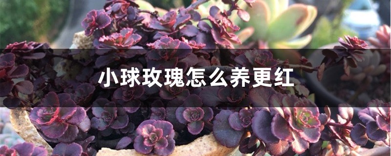 小球玫瑰怎么养更红