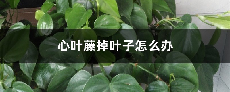 心叶藤掉叶子怎么办