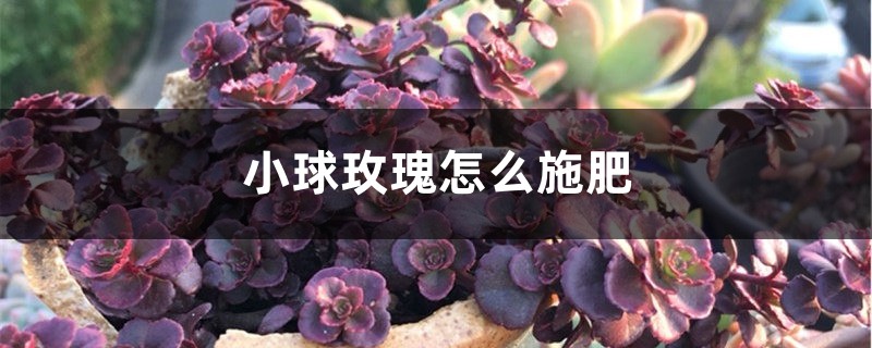 小球玫瑰怎么施肥