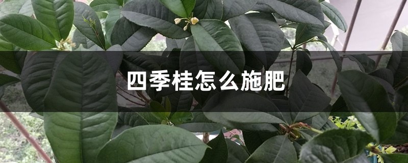 四季桂怎么施肥