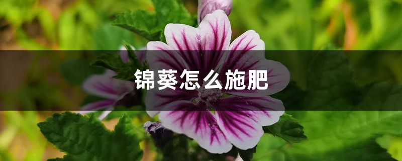 锦葵怎么施肥