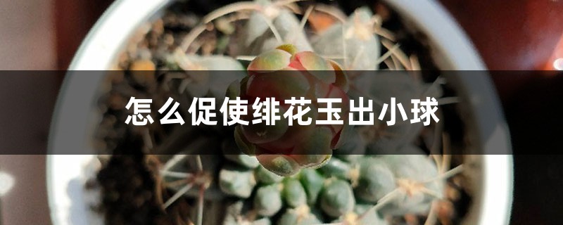 怎么促使绯花玉出小球